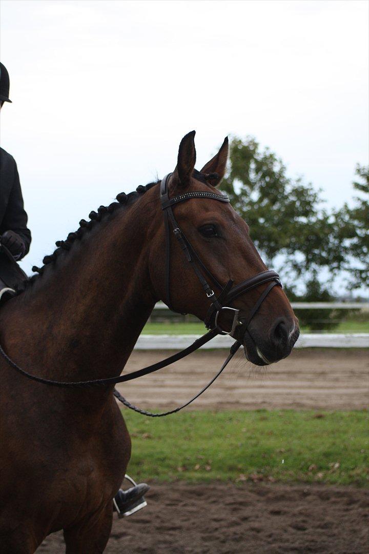 Dansk Varmblod Las-Vegas-EM billede 3