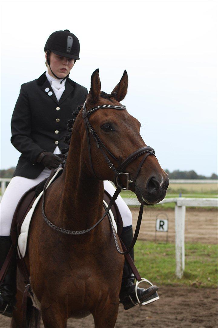 Dansk Varmblod Las-Vegas-EM billede 18