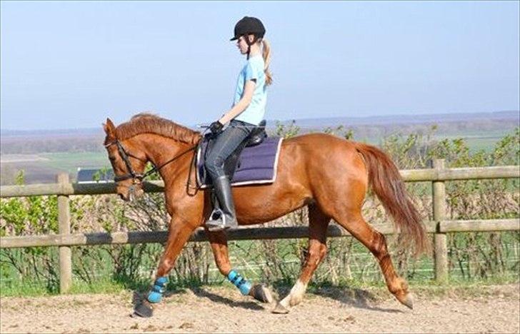 Anden særlig race Pasadena "tyksakken"<3. - Taget af: Elsa. billede 7