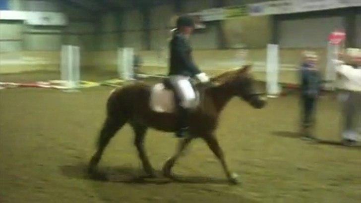 Islænder / Araber Sussi *Elev hest* - Jeg ved billedet er meget sløret men det er taget ud fra en video :) Her springer vi LX (30 cm) med 0 fejl( Gul roset :D ) billede 16