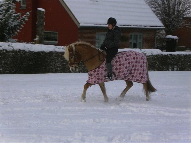 Tyroler Haflinger Mistery<3 - 14)  En kan holde af, men der skal to til at elske. billede 11