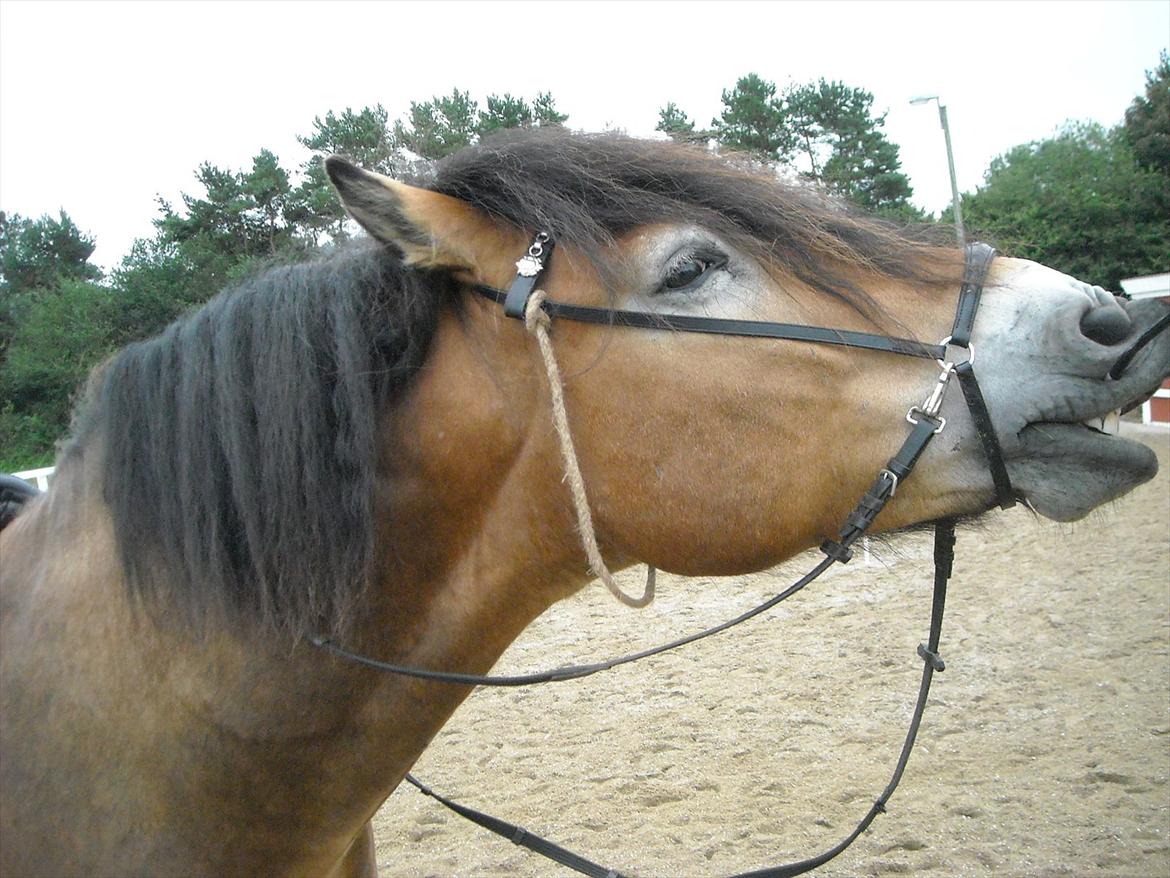 Nordsvensk Skovhest Bellotino - Bidløs hygge-ridning billede 4