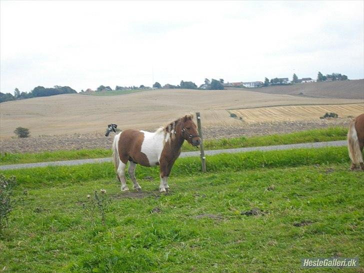 Anden særlig race krølle billede 2