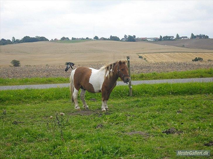 Anden særlig race krølle billede 3