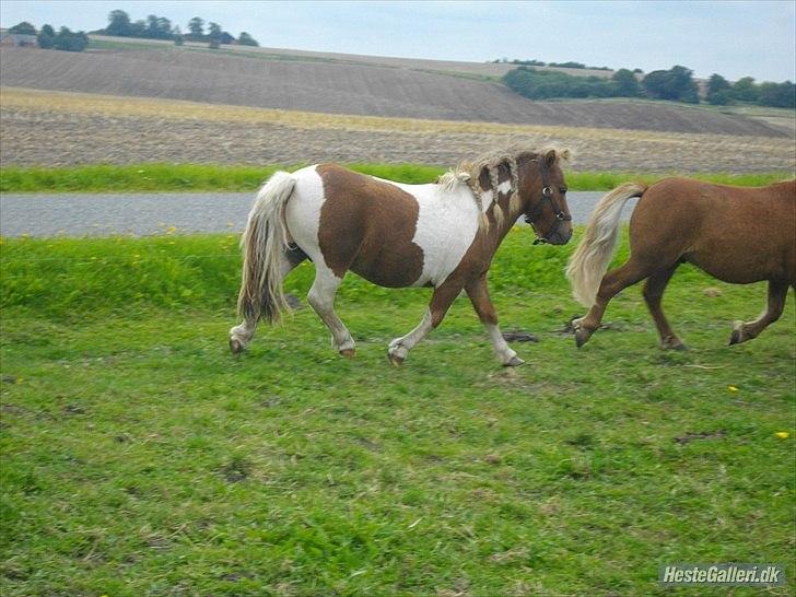 Anden særlig race krølle billede 4