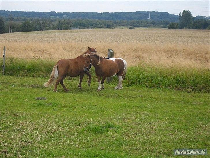 Anden særlig race krølle billede 5