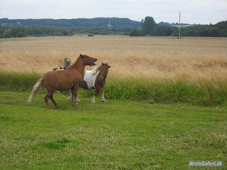 Anden særlig race krølle billede 6