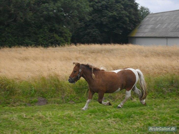 Anden særlig race krølle billede 7