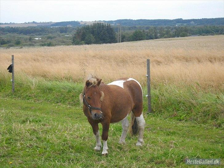 Anden særlig race krølle billede 8