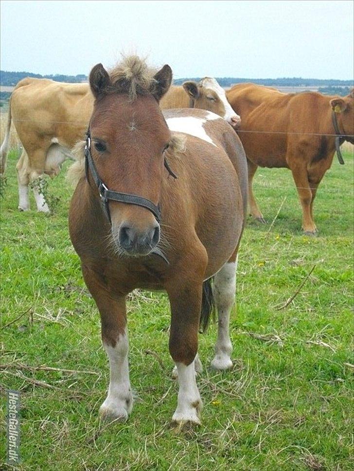 Anden særlig race krølle billede 9