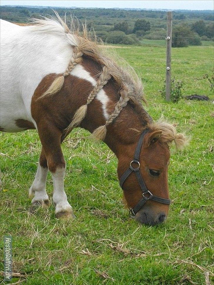 Anden særlig race krølle billede 10
