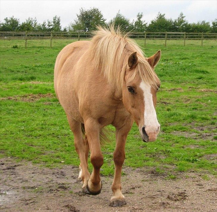 Anden særlig race Nuggi - Min pony i sin smukke gyldne vinterpels:) billede 20