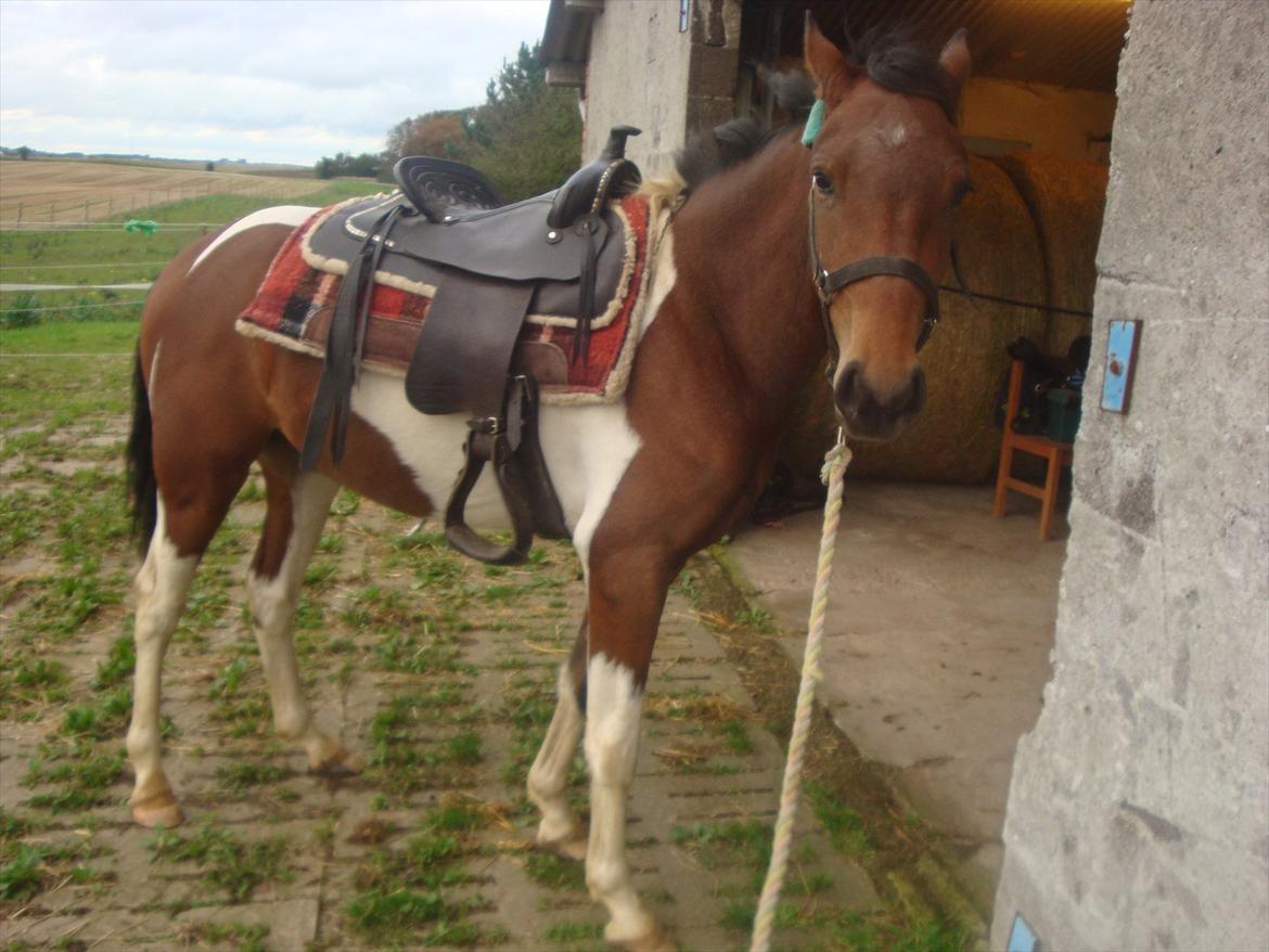 Pinto Robin :-) - Smukke Robin nu med westernsadle 

Foto. Mig billede 15