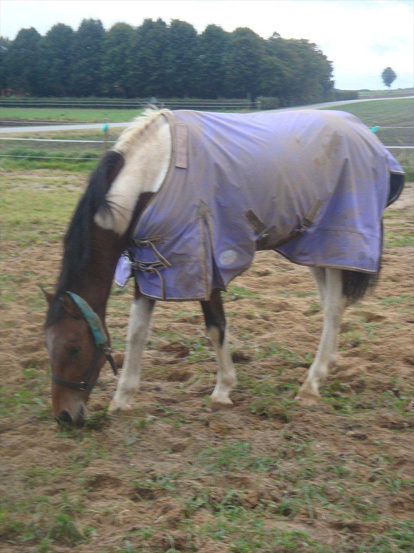 Pinto Robin :-) - Nu med lilla dækken

Foto. Mig billede 16