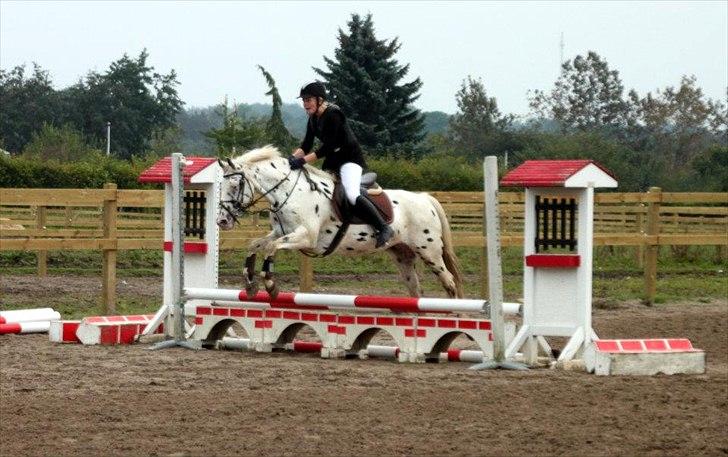 Knabstrupper Monica [tidligere springpart] - NYT - Hun var så fantastisk
Springstævne på VEK... 60 cm.
(Mit første springstævne) billede 4