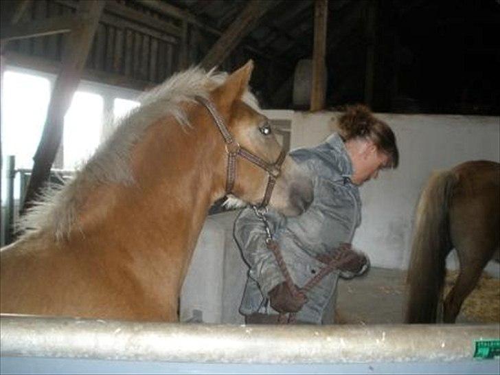 Haflinger Athæus MBM - På vej ud mod traileren til sit nye hjem. billede 6