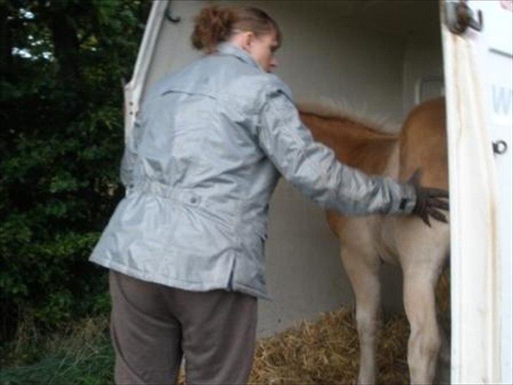 Haflinger Athæus MBM - Han stod så fint inde i traileren. billede 7