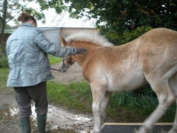 Haflinger Athæus MBM - Stille og roligt gik det. Han er dejlig. billede 8