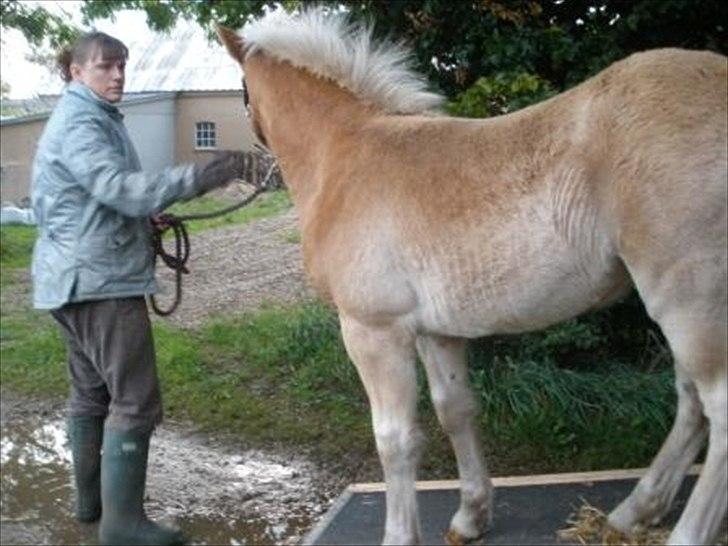 Haflinger Athæus MBM - Overvejer lige situationen billede 9