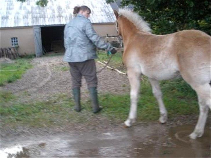 Haflinger Athæus MBM - På vej ind i stalden billede 10