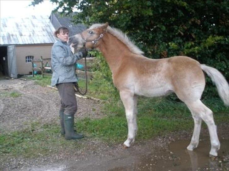 Haflinger Athæus MBM - Hvor er min mooaar? billede 11