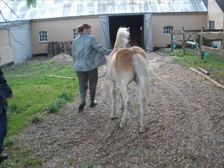 Haflinger Athæus MBM - Når enden er god er alting godt :-) billede 12