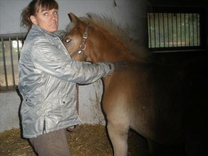 Haflinger Athæus MBM - Første gang i sin nye boks billede 13