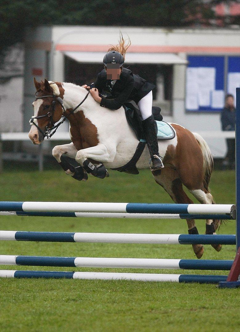 Hollandsk Sportspony Zwier - Hjr - lb - clear round billede 15