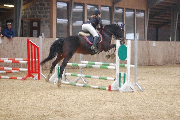 Anden særlig race A'strix - //Foto: Annika Larsen// LE d. 18/9-11 billede 5