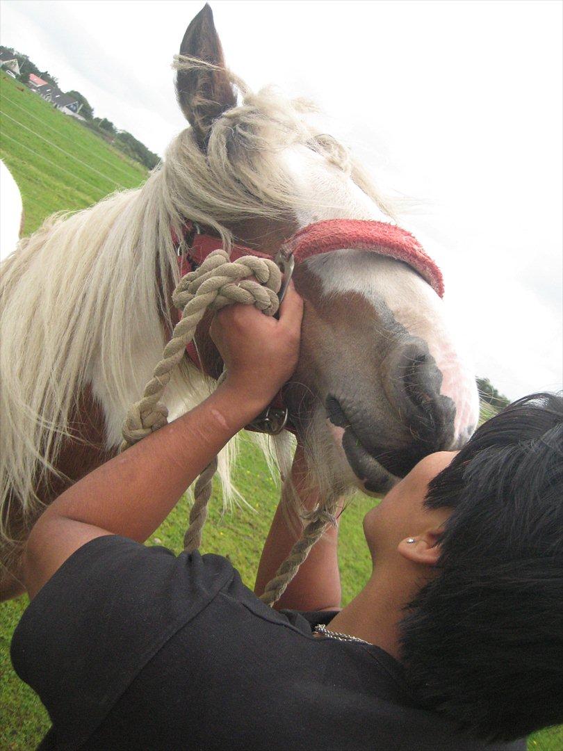 Irish Cob Cosy Beautey Báine (Bounty) billede 9