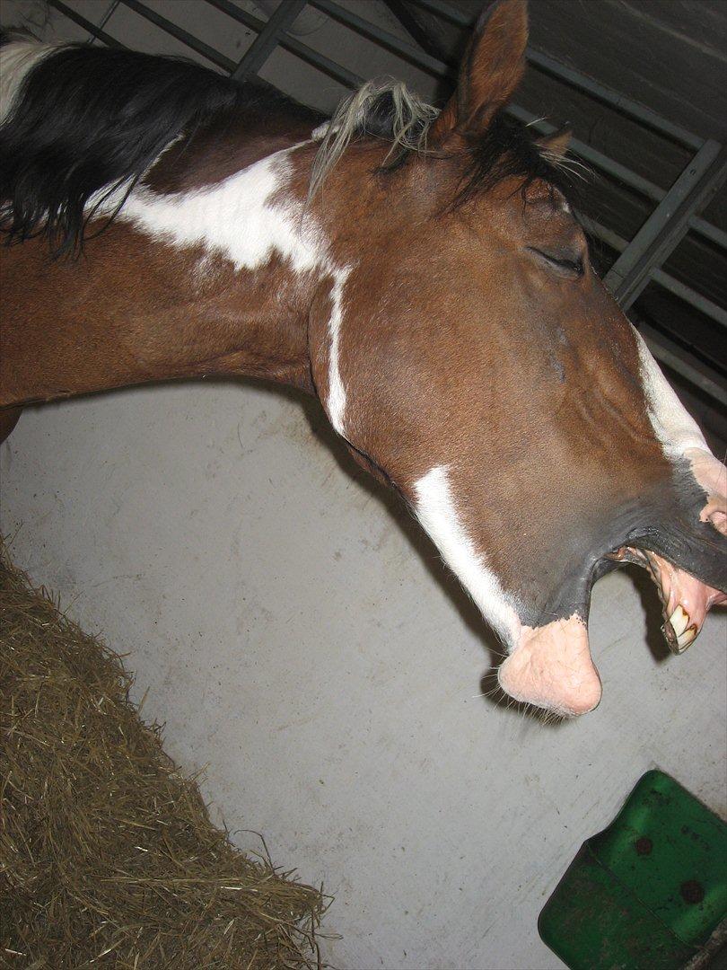 Anden særlig race Johana - Arghhhh billede 15