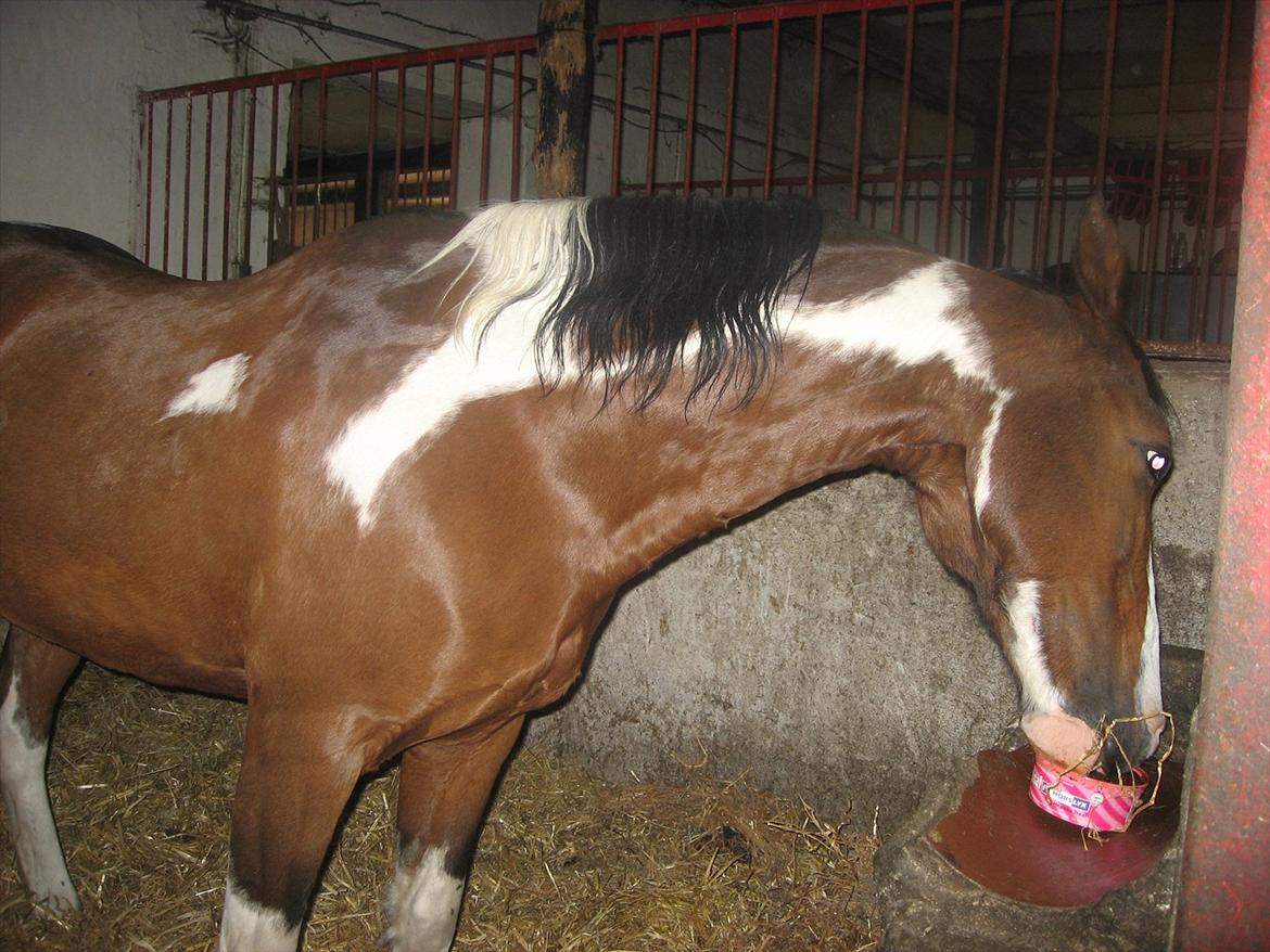 Anden særlig race Johana - Mmmmmm billede 16