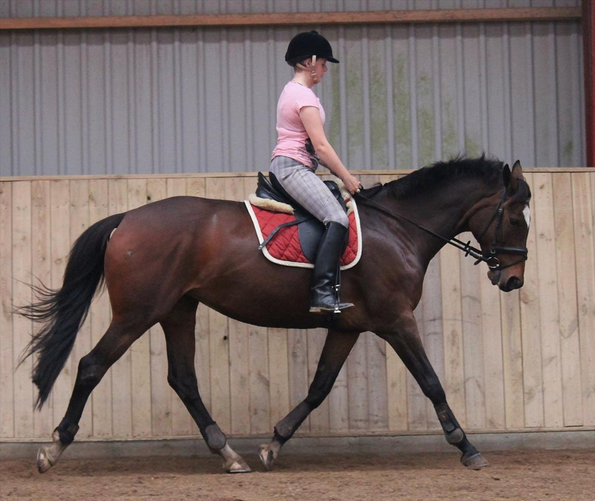 Trakehner Italia  - Foto : Maria Morgen Uhler billede 1