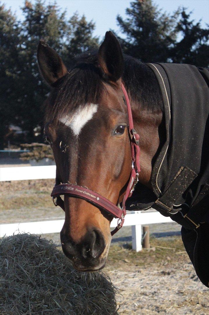 Trakehner Italia  billede 2