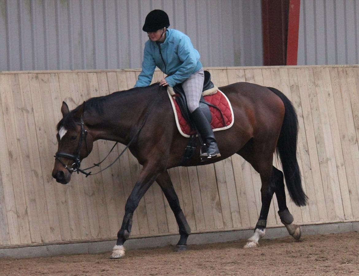 Trakehner Italia  - Foto : Maria Morgen Uhler billede 3