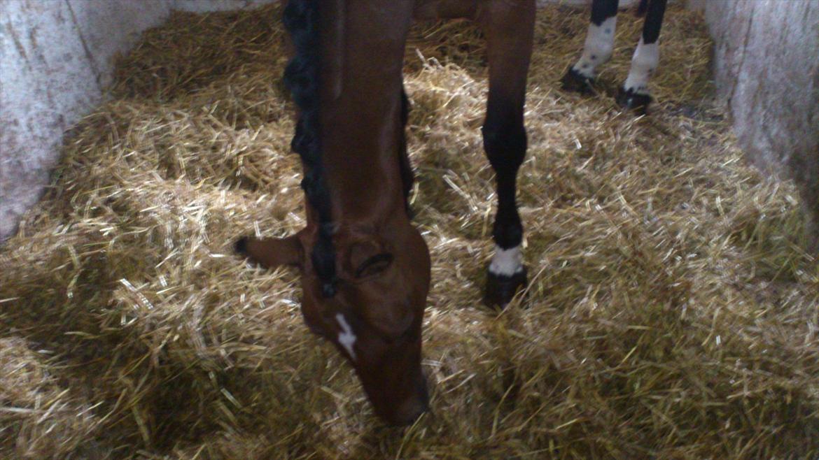 Trakehner Papaya Runehøj billede 1