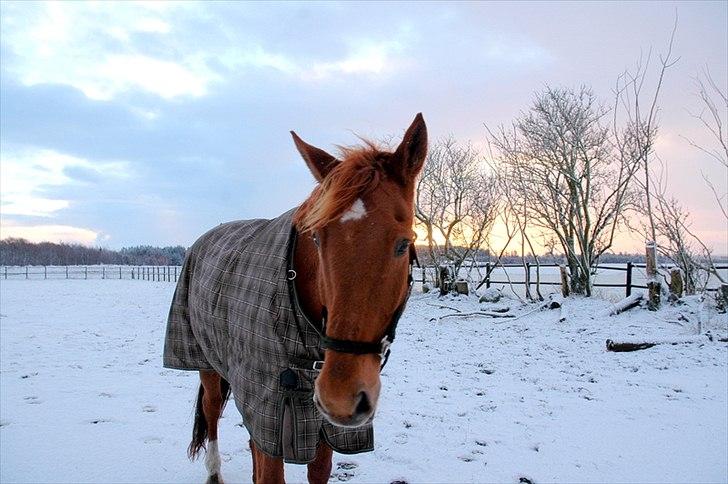 Hollandsk Varmblod Korlando billede 4