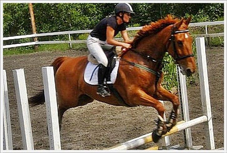 Hollandsk Varmblod Korlando billede 14