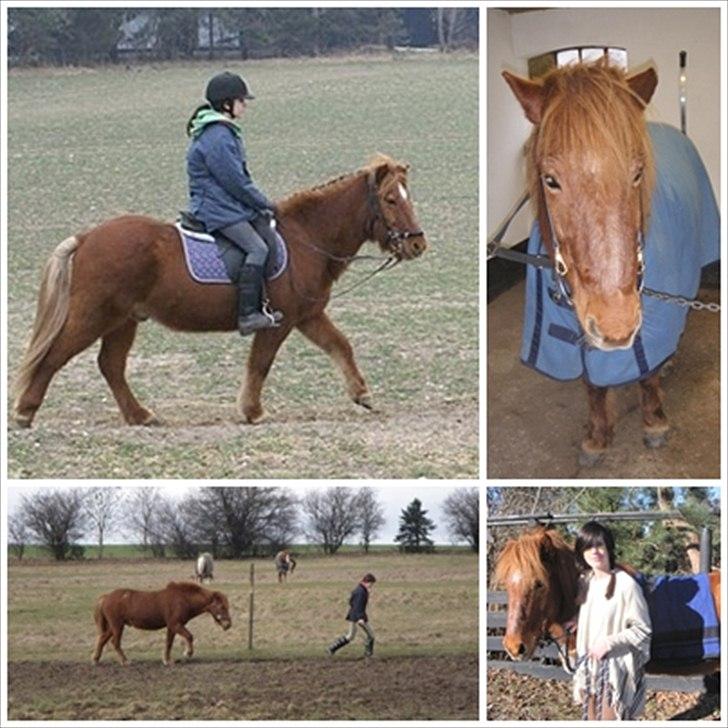 Islænder BLOSSI FLINTERUP - 2009-2011 billede 19