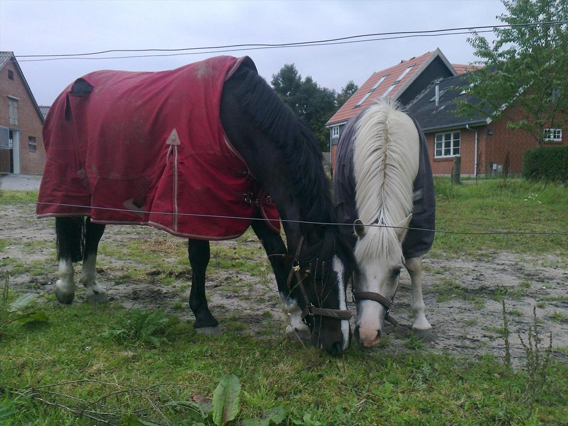 Welsh Pony af Cob-type (sec C) Gribsvads Leading Bruni - Bedste venner :o) billede 4