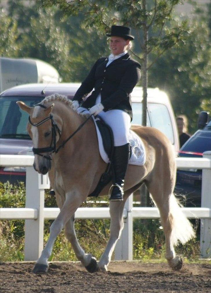 Haflinger Artist Junior billede 1