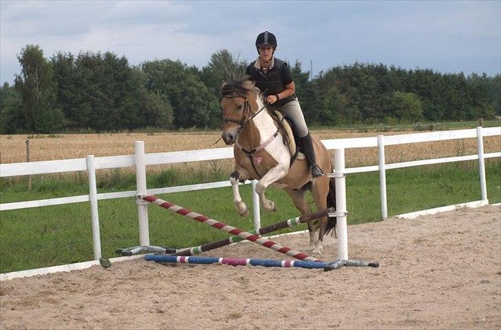 Anden særlig race Amigo - Amigo's aller første spring med rytter, så seeej! billede 2
