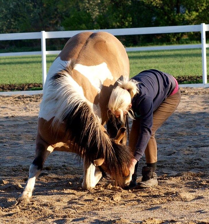 Anden særlig race Amigo billede 3