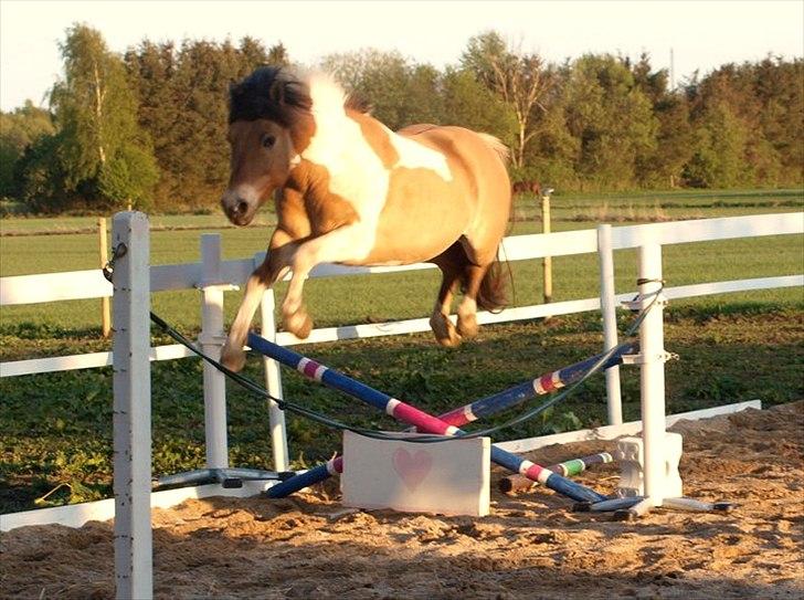 Anden særlig race Amigo billede 5