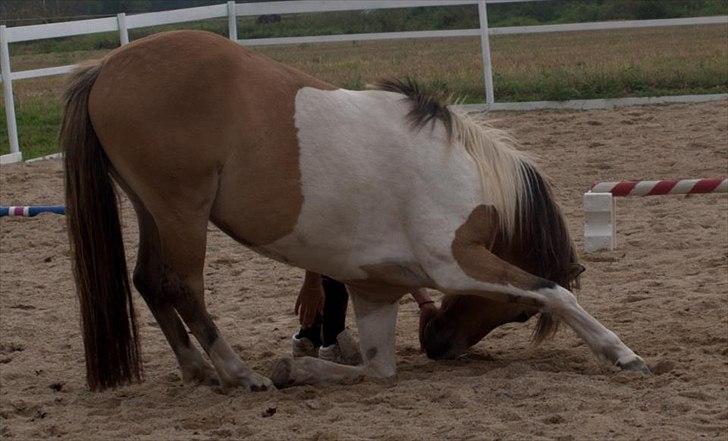 Anden særlig race Amigo billede 6