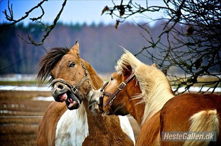 Anden særlig race Amigo - De leger bare, skønne drenge! billede 8