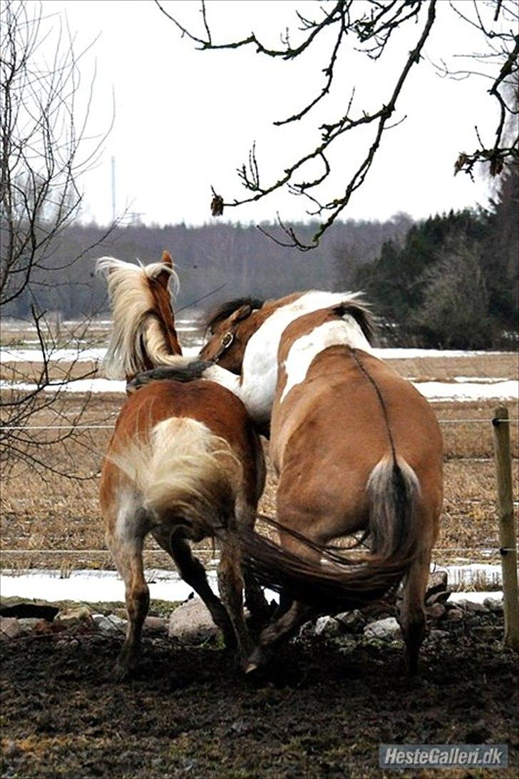 Anden særlig race Amigo - nåår drengene leger, ren og kærlighed! billede 9