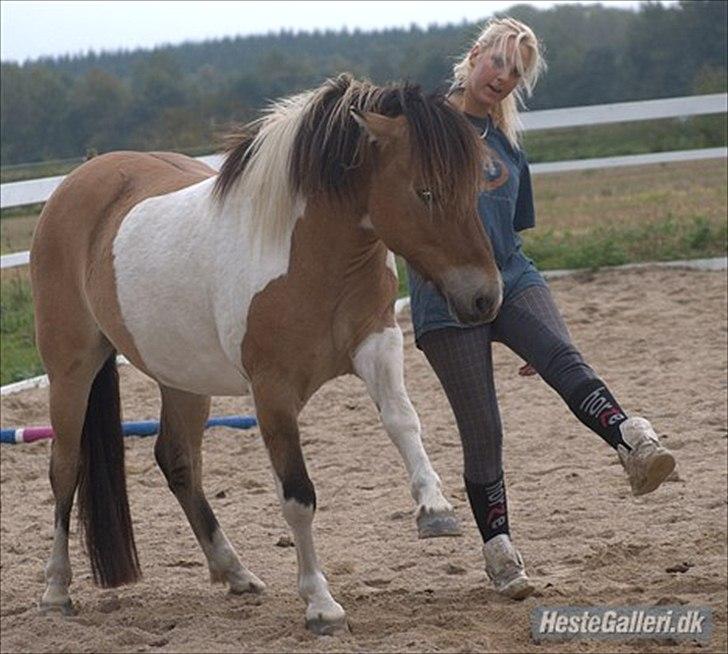 Anden særlig race Amigo billede 10