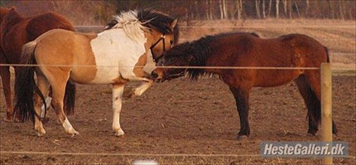 Anden særlig race Amigo billede 11