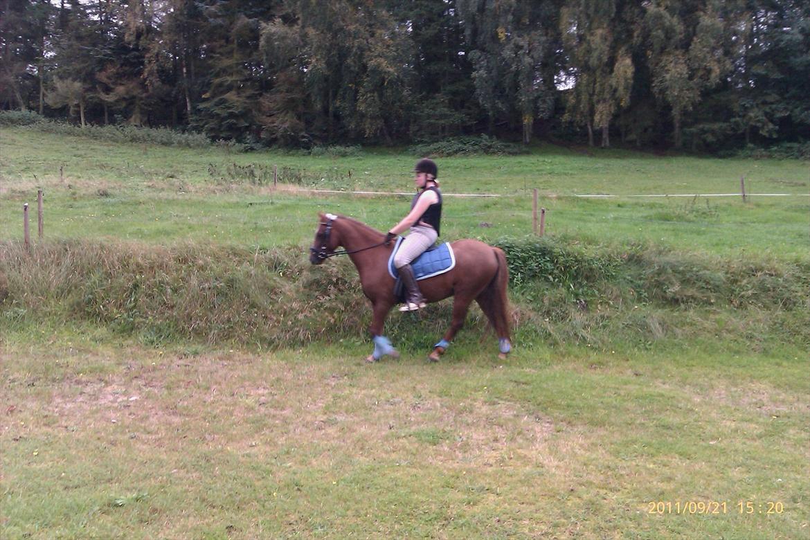 Welsh Pony (sec B) Bjerregårds Gandalf - Mette og Gandalf. hun hoppede lige på ryggen af ham, og red ham 15 min billede 16
